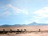 oil painting: african gemsbok
