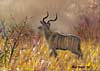 oil painting: african kudu