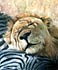 oil painting: african lion