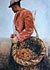 water colour painting: potatoe picker