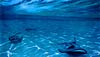 oil painting: underwater scene with stingrays