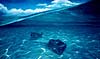 oil painting: underwater scene with 2 stingrays