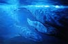 oil painting: underwater scene with whale and baby